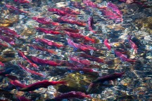 Salmon Monet, Taylor Creek